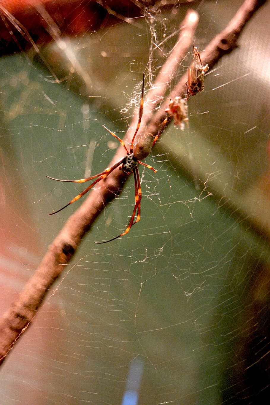 Spider, Arachnid, Nature, Macro, wildlife, web, insect, spiderweb HD wallpaper
