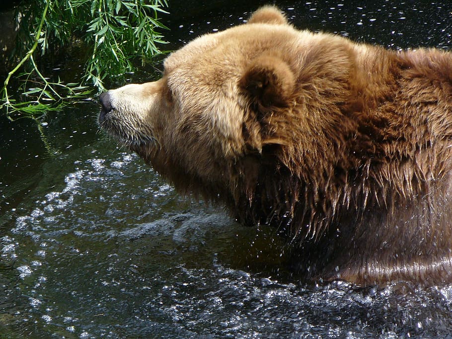 Brown Bear, Head, Water, Bear, animal wildlife, animals in the wild HD wallpaper