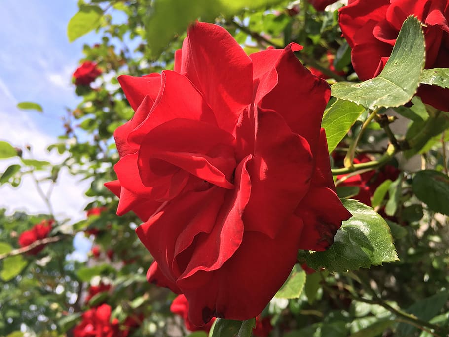 Flower, Santana, Rose, Red, petal, nature, plant, rose - flower HD wallpaper