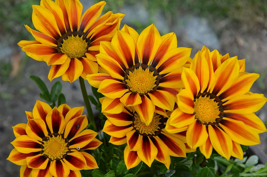 flower, yellow red, sun, flowering plant, fragility, vulnerability HD wallpaper