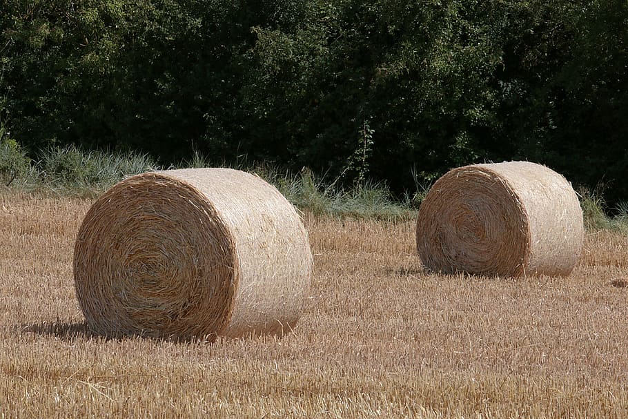 hay, forage, fields, bale, plant, land, tree, agriculture, rural scene HD wallpaper