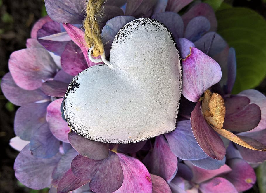 hydrangeas, heart, autumn, hydrangea flowers, turning to fall colors, metal heart HD wallpaper