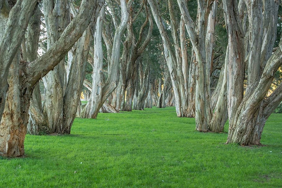 photo of empty green grass with trees, park, centennial park HD wallpaper