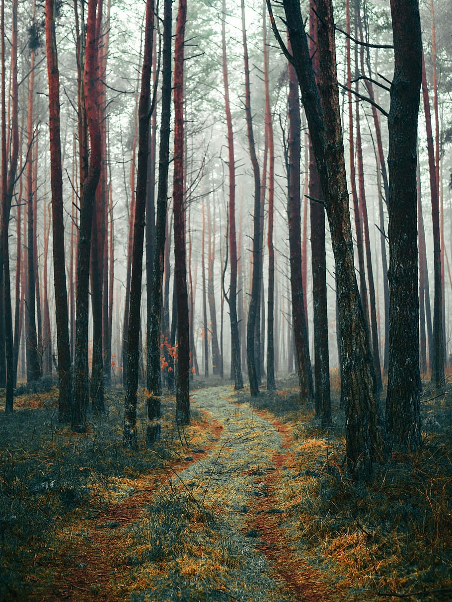 pathway between tall trees during daytime, tree forest during early morning HD wallpaper