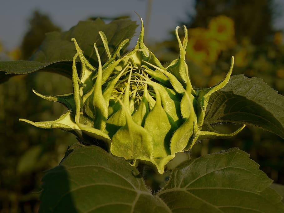 sun flower, bud, from above, sunny, morning, morgenstimmung, HD wallpaper