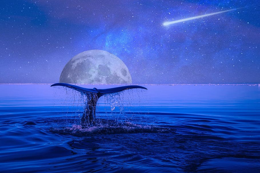 whale tale in sea wallpaper, moon, stars, shooting star, night