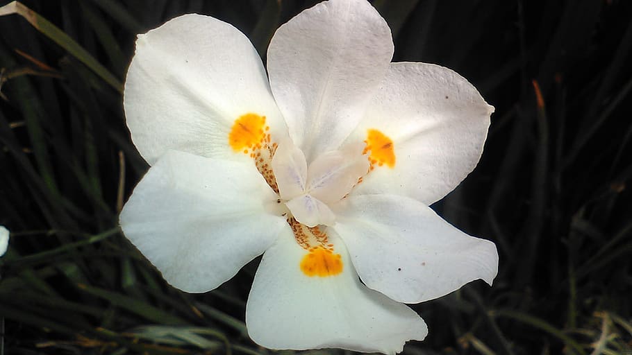 flower, plant, nature, nice, flowering, flowering plant, fragility HD wallpaper