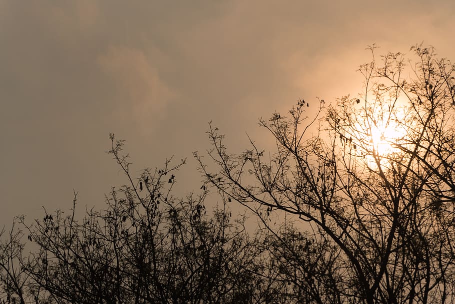 sol, shadows, eventide, by sunsets, nature, tree, twigs, autumn HD wallpaper