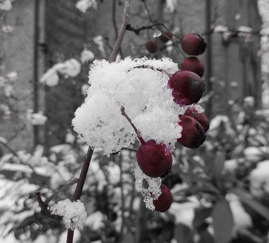 Winter, Berries, Snow, Wintry, Nature, red, berry red, rose hip HD wallpaper