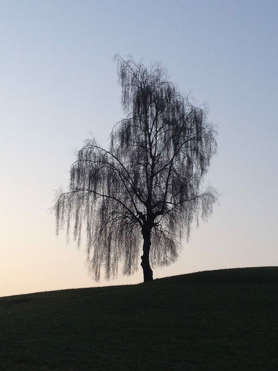 Autumn, Birch, Evening, Tree, Lonely, hill, lighting, bare tree HD wallpaper