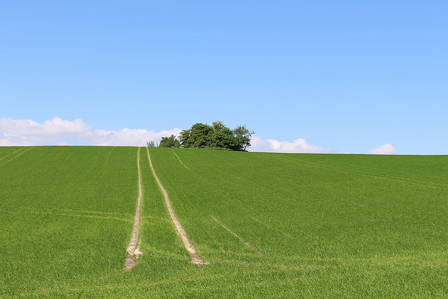 field, fields, denmark, countryside, nature, agriculture, grass HD wallpaper