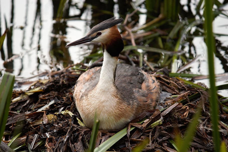 Great Crested Grebe, Breed, Nest, Egg, hatching, female, lake HD wallpaper