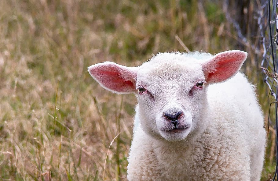 white lamb on grass field, sheep, animal, flock, wool, sheep's wool HD wallpaper