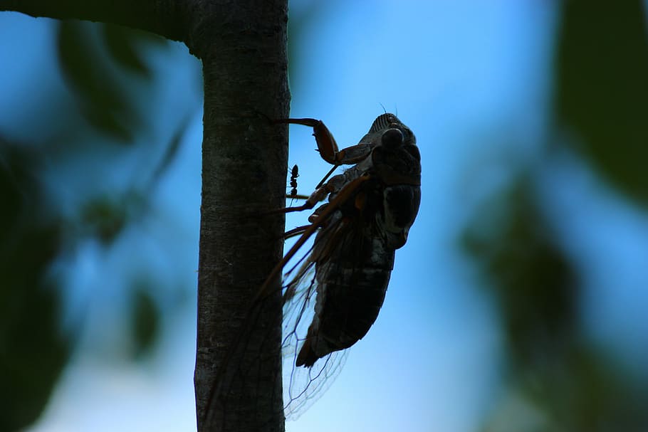 crickets, ant, insect, tree, animal wildlife, plant, trunk HD wallpaper