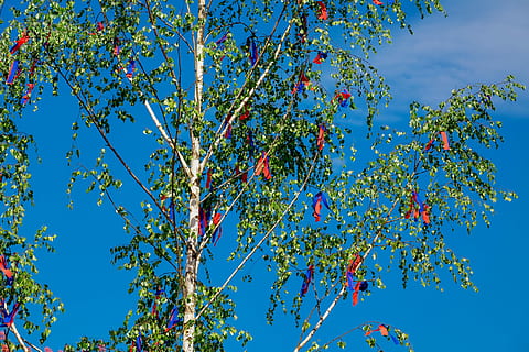 photo of green tree at daytime, maypole, spring, tradition HD wallpaper