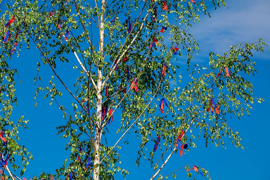 photo of green tree at daytime, maypole, spring, tradition HD wallpaper