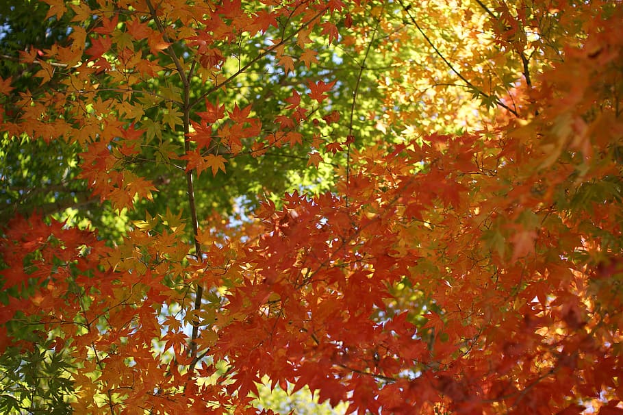 leaf, forest, trees, autumn, red, colorful, nature, season HD wallpaper