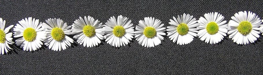daisy, white, pattern, indoors, no people, plant, side by side HD wallpaper