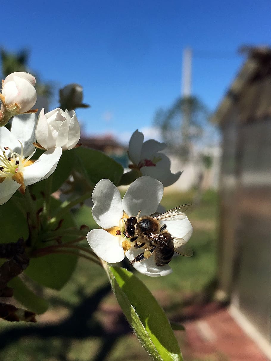 bee, flower, spring, sunshine, pollen, flowers, bees to obtain nectar HD wallpaper
