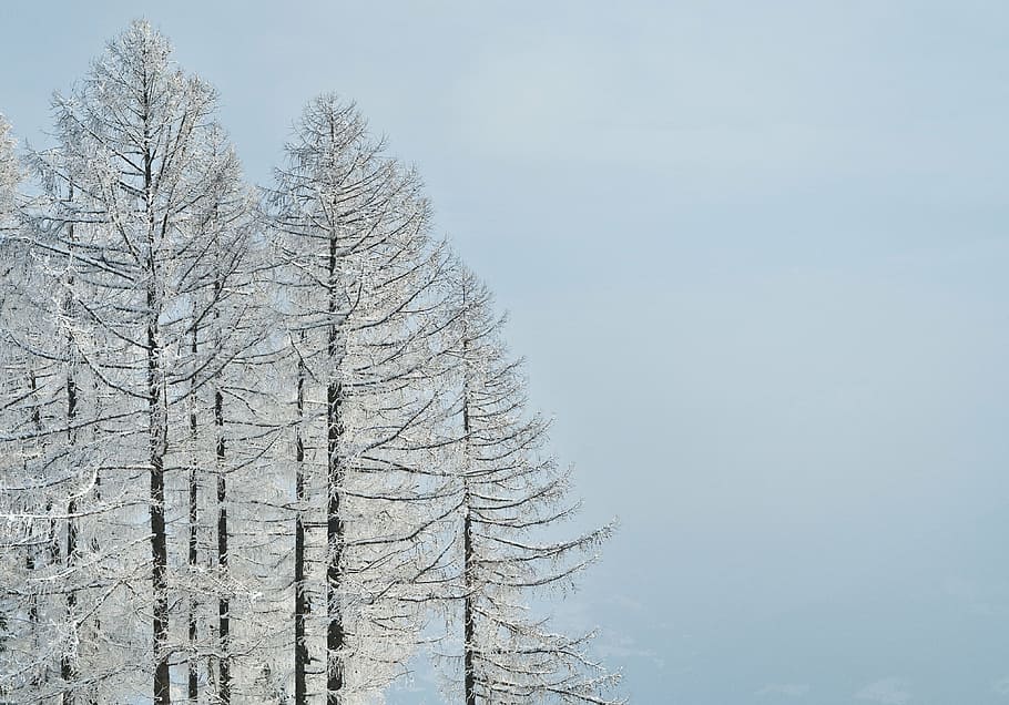 winter, tree, snow, frozen, branches, cold, forest, sky, frost HD wallpaper