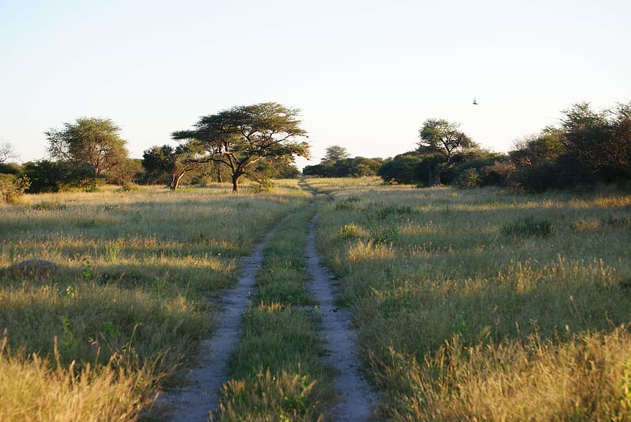 africa, namibia, nature, grass, landscape, savannah, wild, tree HD wallpaper