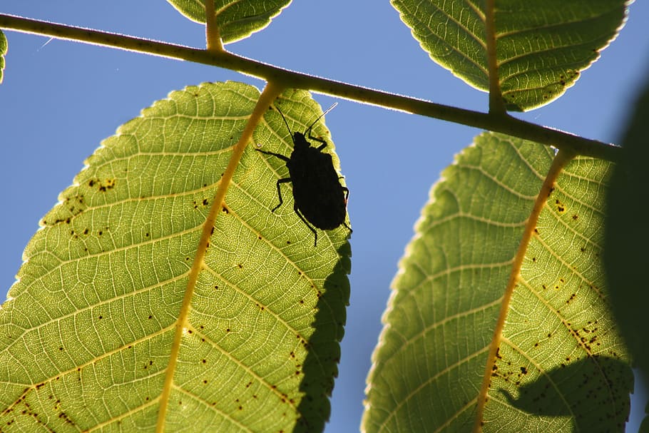 Shadow, Bug, Leaf, green color, day, close-up, outdoors, nature HD wallpaper