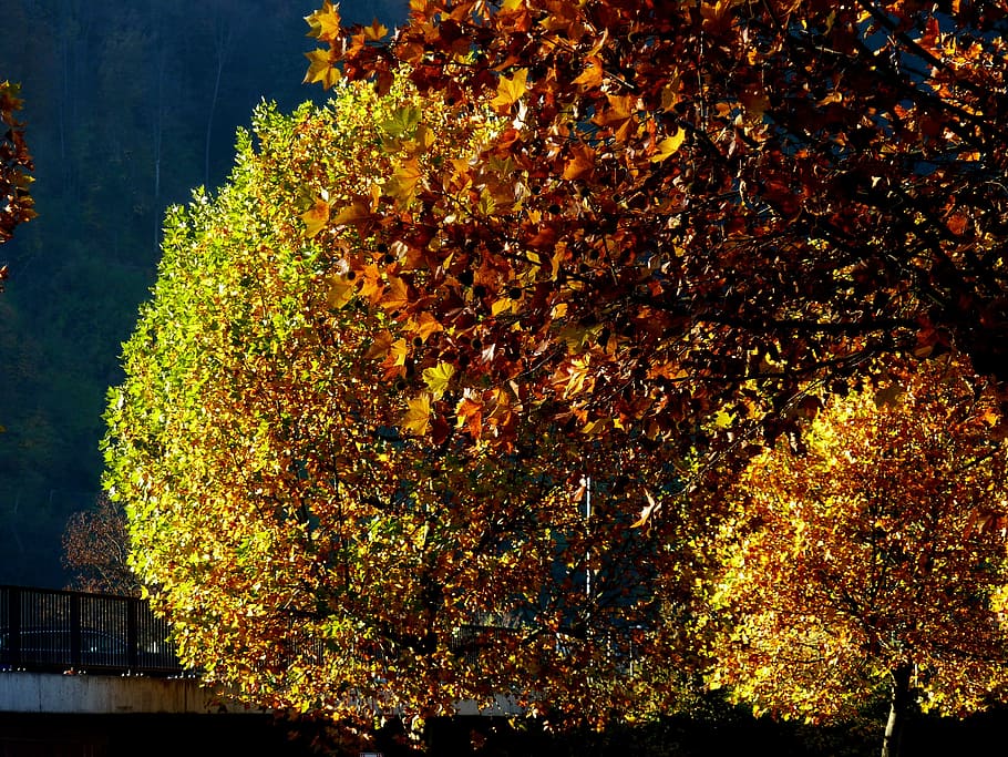 Trees, Leaf, Leaves, Colorful, farbenrausch, coloring, golden HD wallpaper