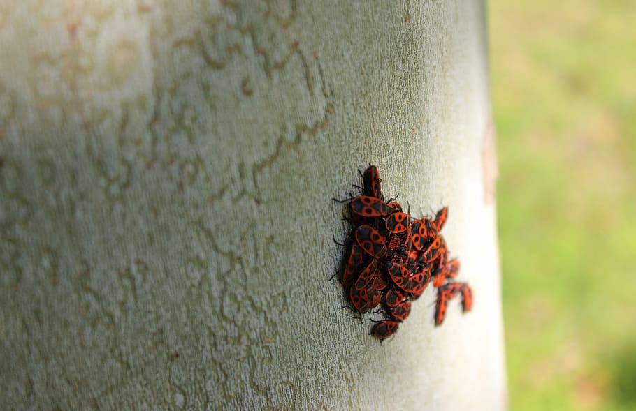 beetles, beetle firefighter, insect, red, closeup, on the tree HD wallpaper