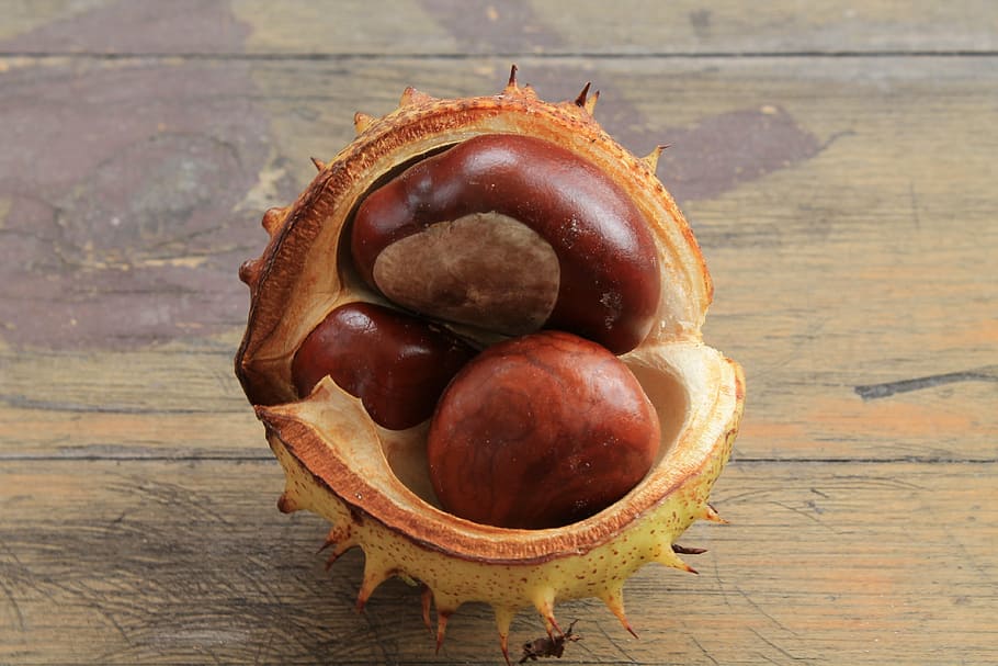 chestnut, prickly, chestnut fruit, brown, buckeye, open chestnut, HD wallpaper