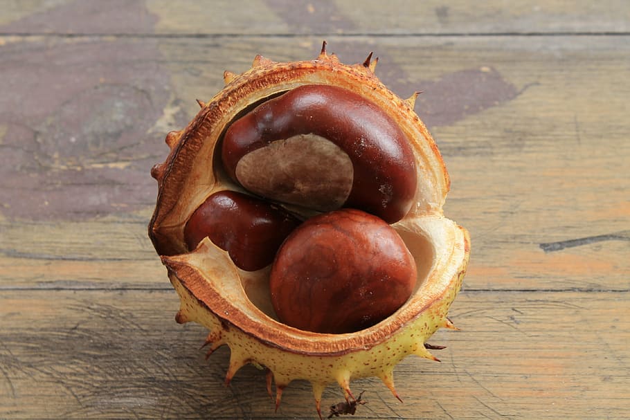 chestnut, prickly, chestnut fruit, brown, buckeye, open chestnut HD wallpaper