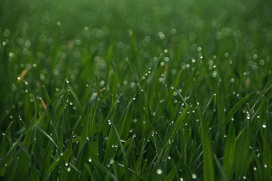 grass, drip, meadow, close, green, drop of water, nature, blade of grass HD wallpaper