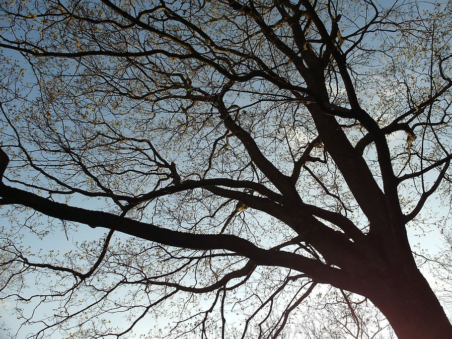 Tree, Nature, Forest, Park, Spring, sky, outdoors, bare tree HD wallpaper