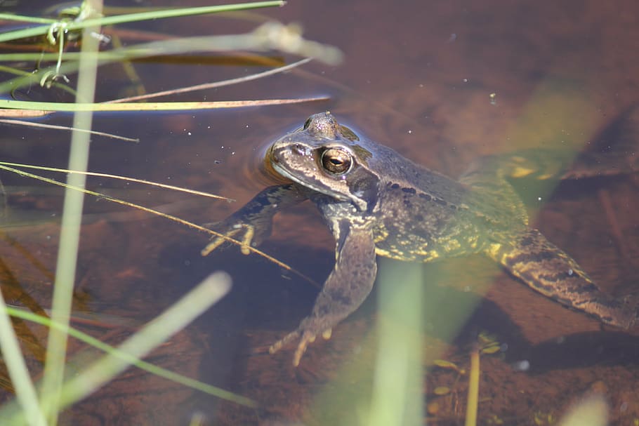 frog, toad, brown, animal, amphibian, animal themes, animal wildlife HD wallpaper