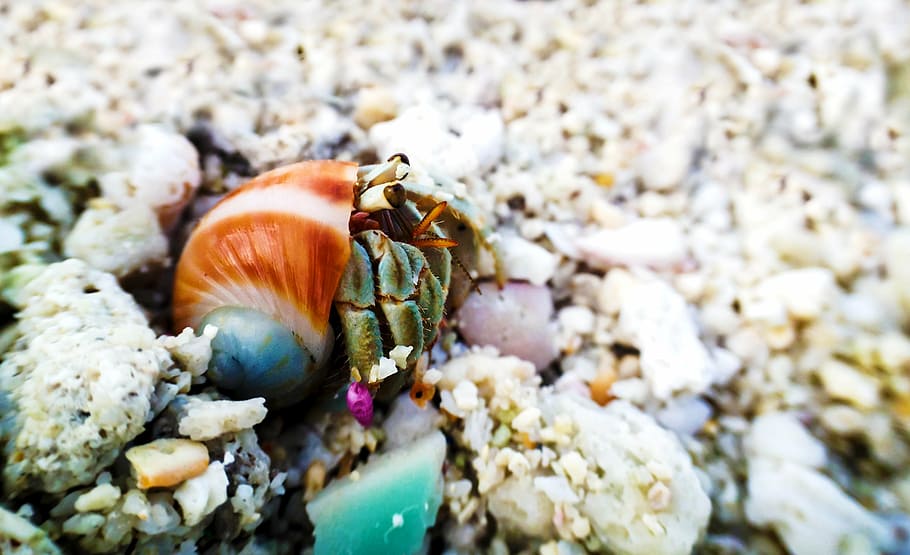 hermit, hermit crab, shell, ocean, saltwater, nature, marine, HD wallpaper