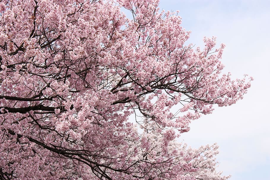 cherry, pink, spring, in full bloom, pink color, flower, flowering plant HD wallpaper