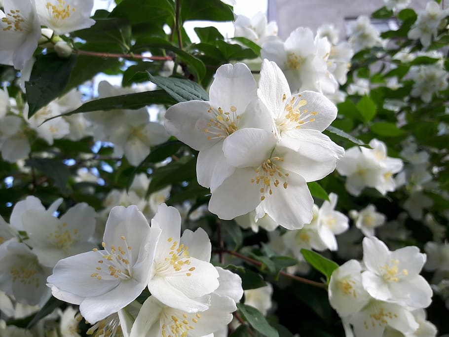 white, green, flower, flowering plant, beauty in nature, white color HD wallpaper