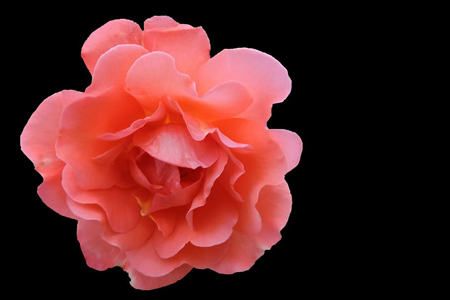 close-up photo of pink rose flower, blossom, bloom, nature HD wallpaper