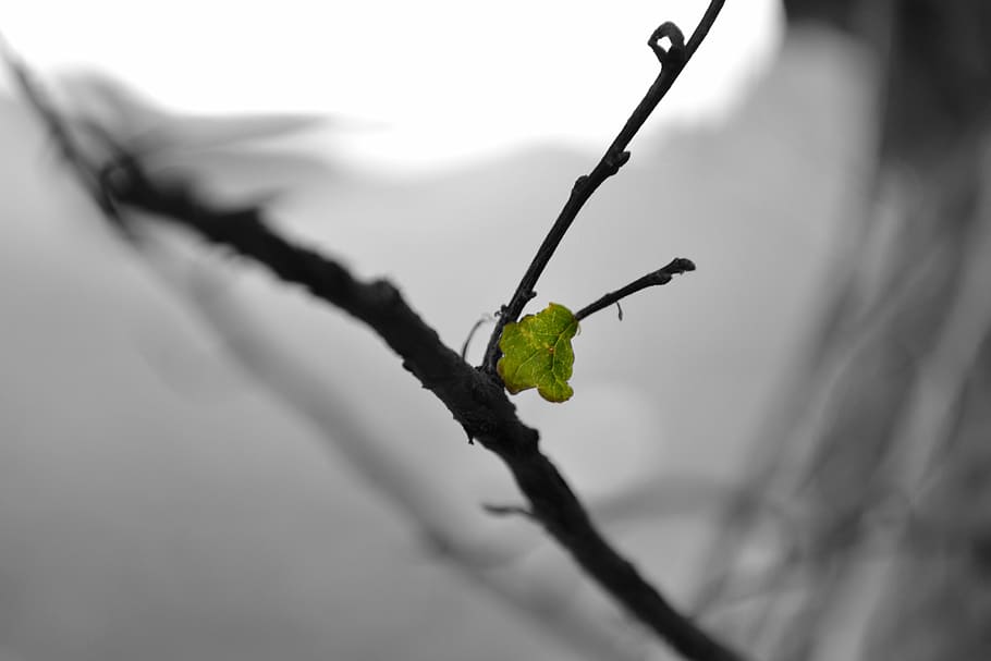 leaf, branch, bw, nature, close-up, tree, plant, focus on foreground HD wallpaper