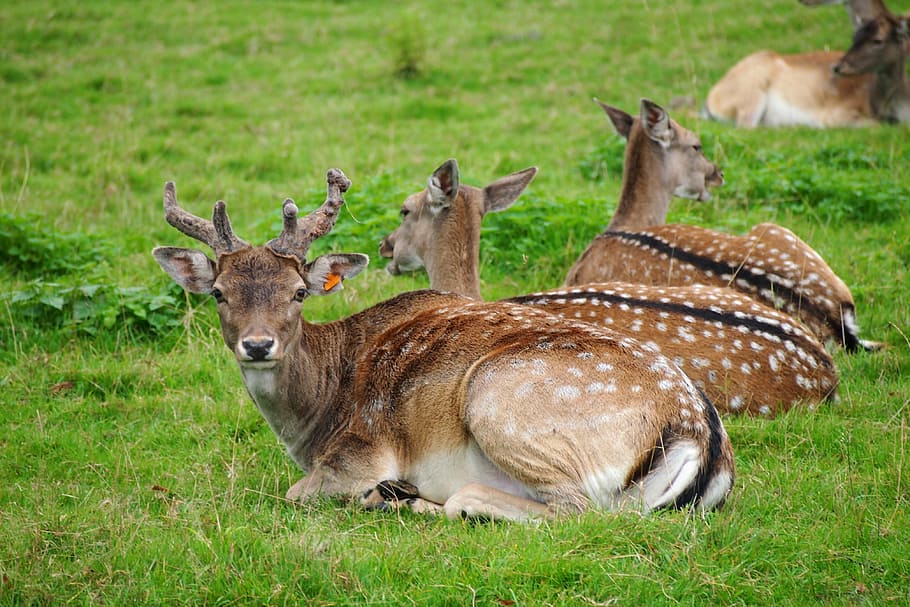 deer, animals, wild, nature, mammal, wildlife, grass, outdoors HD wallpaper