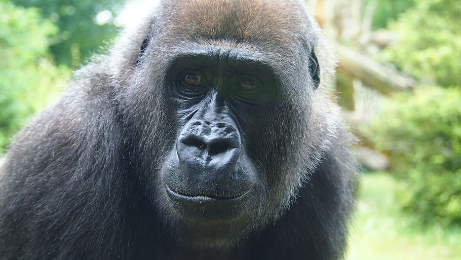 gorilla, face, zoo, monkey, ape, primate, animal wildlife, animals in the wild HD wallpaper