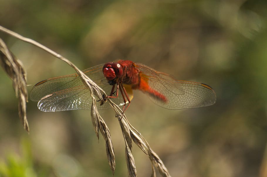 insects, dragonfly, nature, animal, animal themes, animals in the wild HD wallpaper