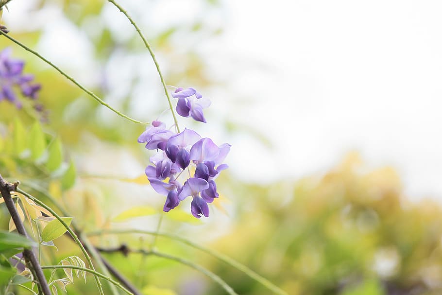 close-up photo of purple orchid, Flower, Wisteria, Spring, growth HD wallpaper