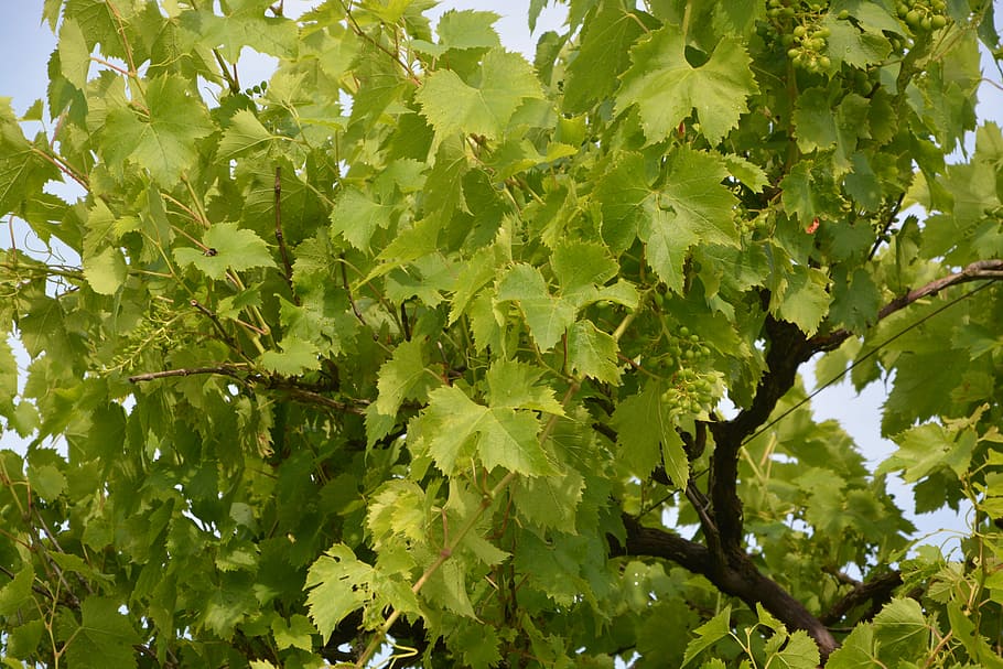 vine, white grape, cep, vineyard, cluster, plants, culture HD wallpaper