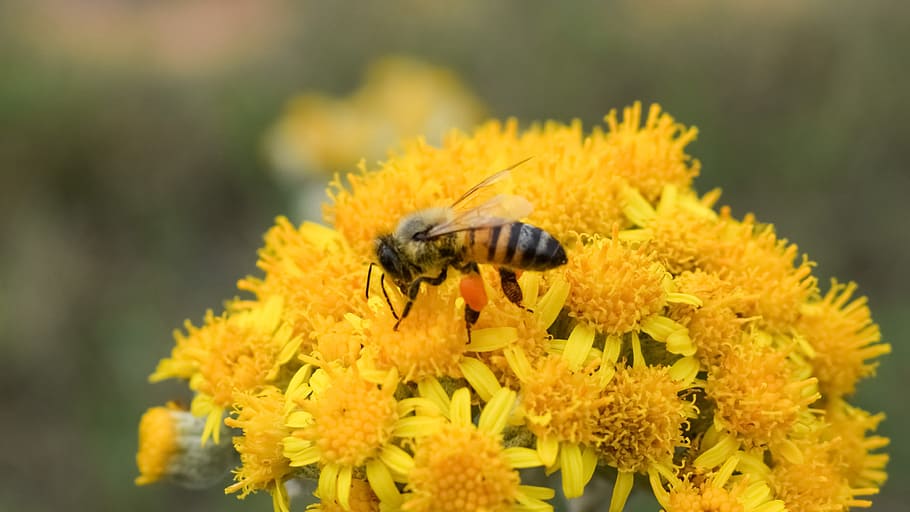 honey bee perching on yellow flower in close-up photography HD wallpaper