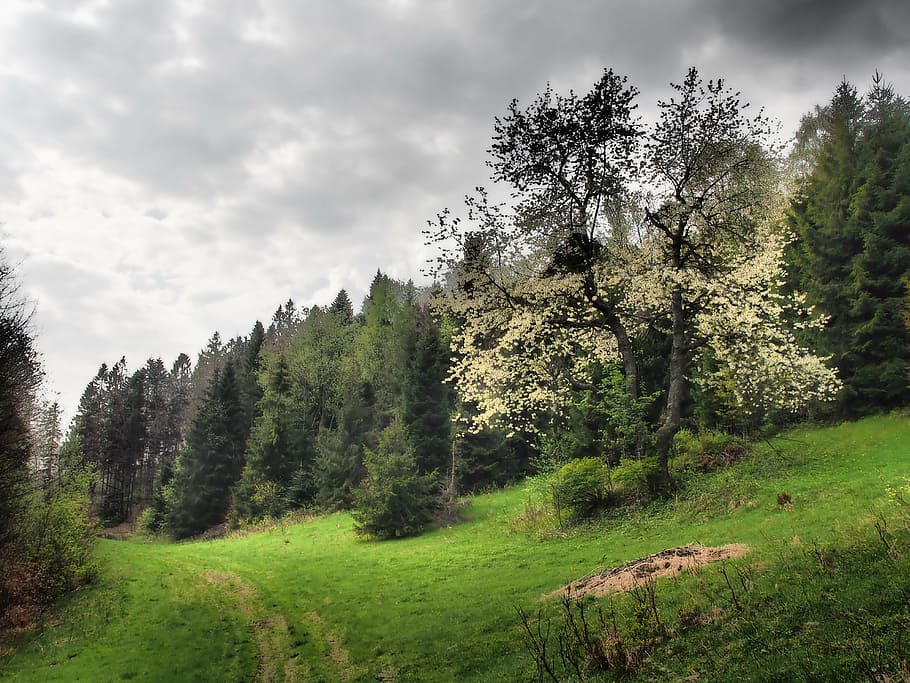 flourishing, tree, mountains, landscape, meadow, view, nature HD wallpaper
