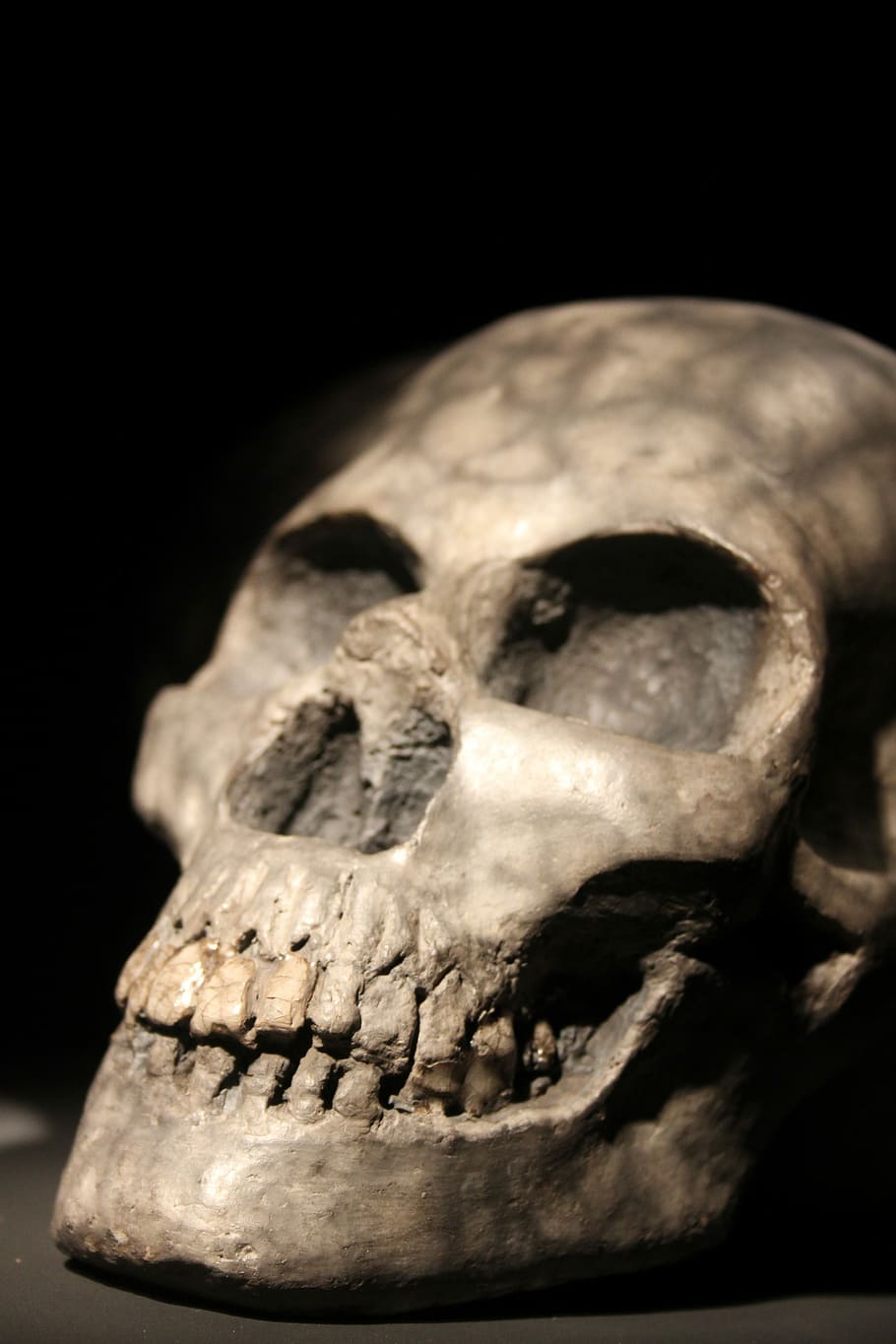 selective focus photography of white skull, art, potery, artistic, HD wallpaper