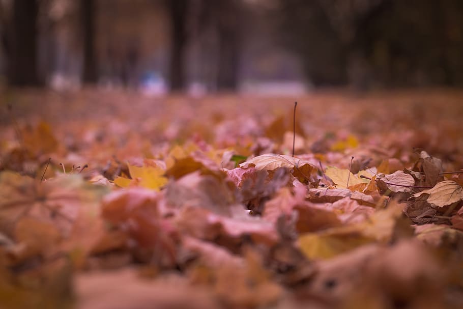 leaf, autumn, fall, nature, blur, change, plant part, selective focus HD wallpaper
