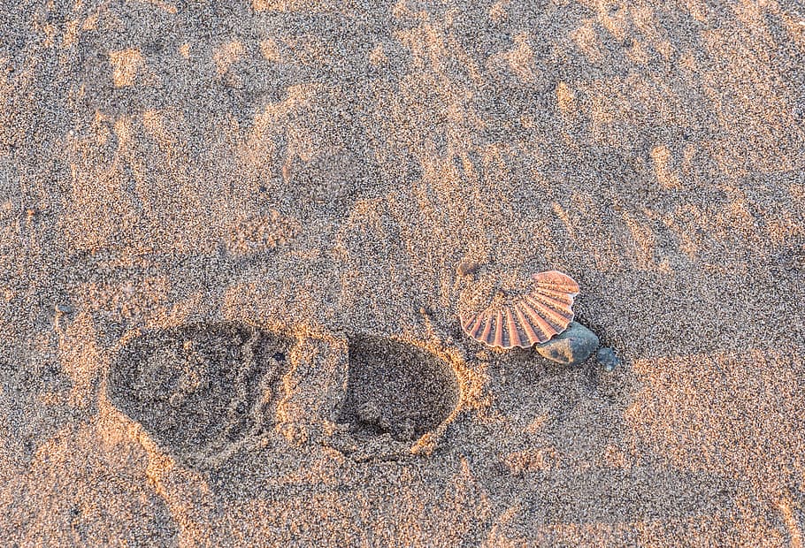 footprints, path, walker, beach, sand, costa, pilgrim, shell HD wallpaper