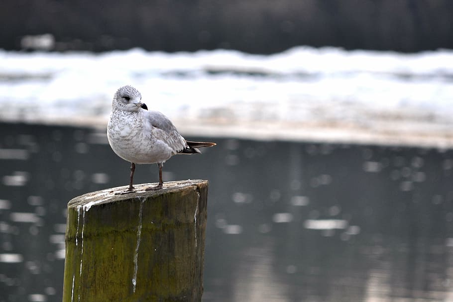 bird, ice, river, nature, winter, cold, water, animal, frozen HD wallpaper
