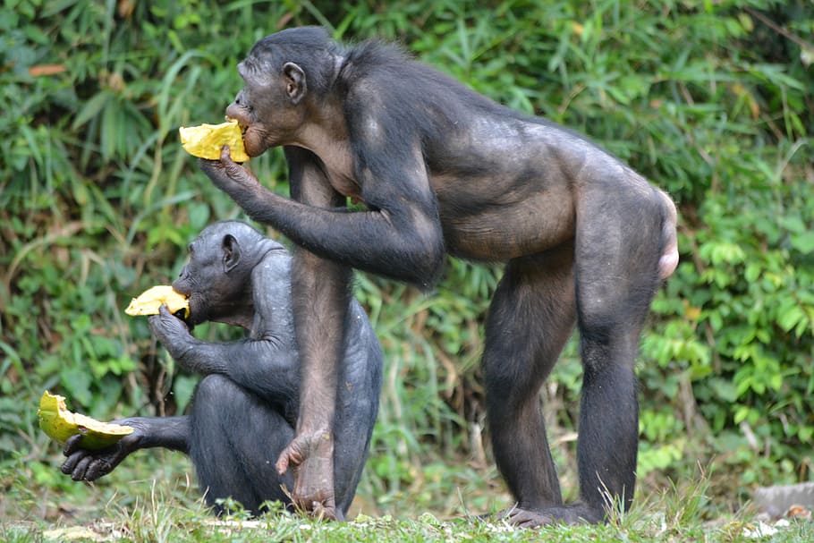 bonobo, primate, ape, lola ya bonobo, congo, kinshasa, africa, HD wallpaper